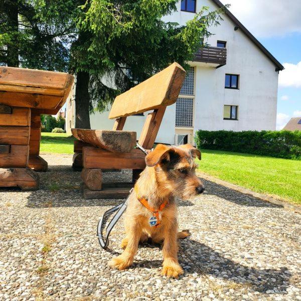 Ferienwohnung Harzluchs Mit Balkon, Netflix Und Sauna Im Haus Hohegeiss Exterior photo